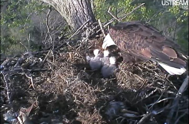 ScreenHunter_04 Apr. 06 19.19.jpg